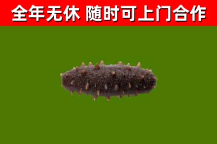 沛县回收海参干